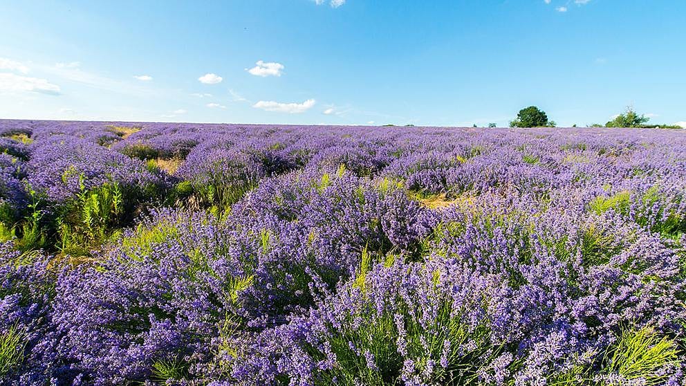Mirisna lavanda iz Bugarske