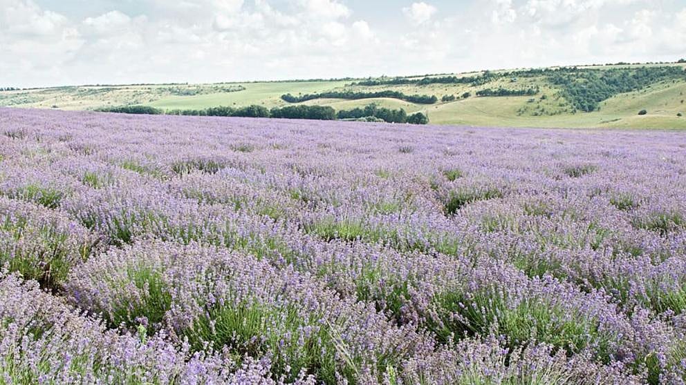 Lavanda Gel za tuširanje