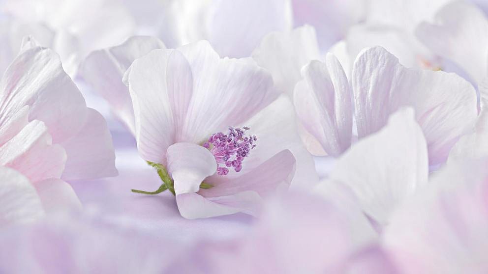 Balzam Za Atopičnu kožu