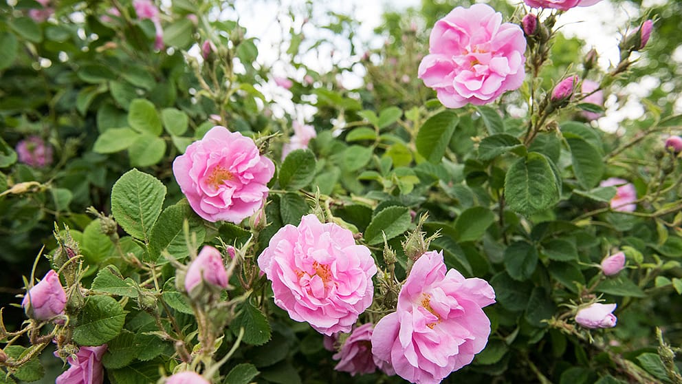 Damask ruže