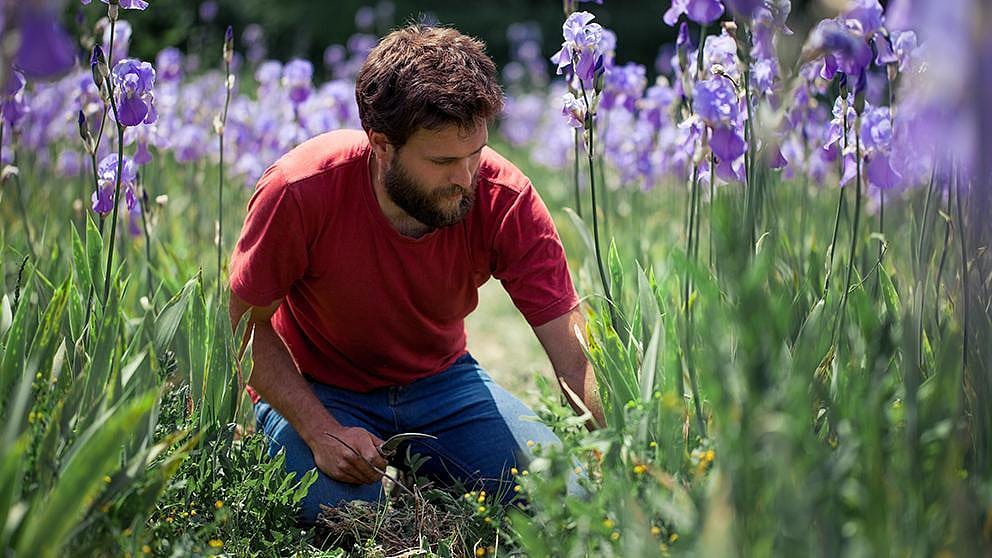Farmer in flower field