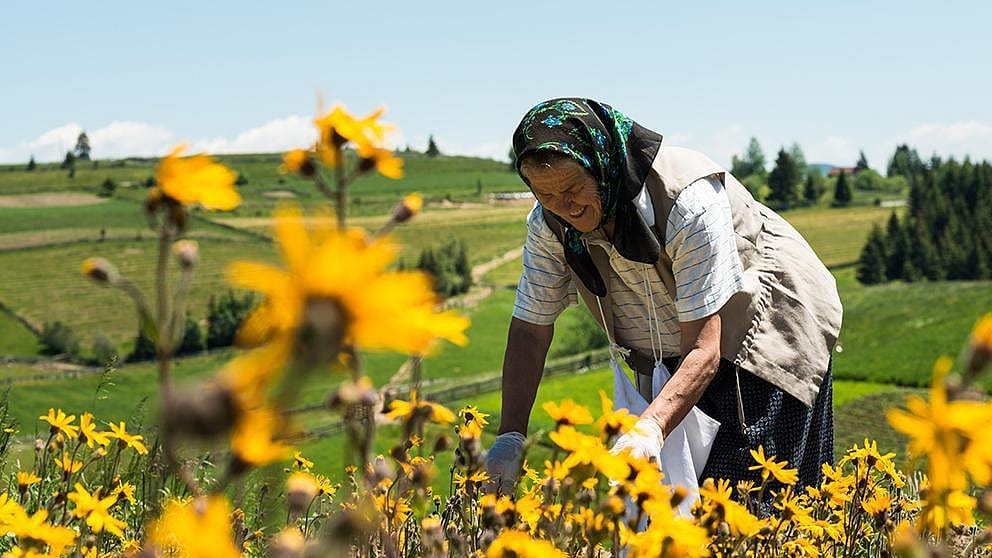 Woman working in arnica field
