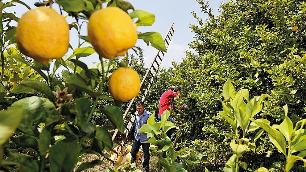 Citrus fruit